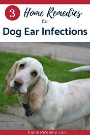 Top 5 Best Dog Ear Cleaners In 2020 Natural Cough Remedies Dogs Ears Infection Dog Ear Infection Remedy