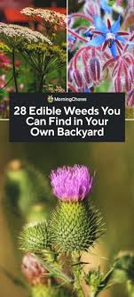 With its long roots, scotch thistle is hard to remove completely. 28 Edible Weeds You Can Find In Your Own Backyard
