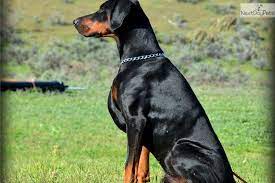 It all started in the year 2014, when we got first got our male and female doberman puppies. Puppies For Sale From Unique Dobermans And Standard Poodles Member Since May 2008