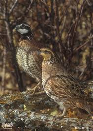 Feather coloring pages for kids. 6 Cool Facts About Northern Bobwhite Quail Dnr News Releases