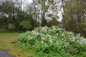 Image result for Polystachya leonardiana