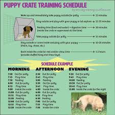 Puppy Crate Training Puppy Crate Training Schedule Https Www Pinterest Com Pin 3141965114883 Crate Training Puppy Schedule Crate Training Puppy Puppy Crate