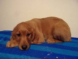 Goldendoodles, poodles and more!… contact us. Puppyfinder Com Golden Irish Puppies Puppies For Sale In Usa Page 1 Displays 10