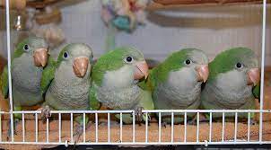We did not find results for: Rescue Group Best Practices Creating A Budget And Business Plan Humanepro By The Humane Society Of The United States
