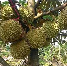 Harga bibit durian musangking unggul dan murah. Harga Grosir Wa 081575764353 Bibit Durian Musangking Kaki 3 Home Facebook