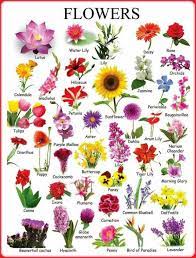 Learn English Vocabulary Through Pictures Flowers And Plants Eslbuzz Learning English Flower Names Different Types Of Flowers Flowers