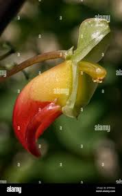 Image result for Landolphia congolensis