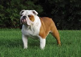 The cost to buy a bulldog varies greatly and depends on many factors such as the breeders' location, reputation, litter size, lineage of the puppy, breed popularity (supply and demand), training, socialization efforts, breed. British Bulldog Breeds