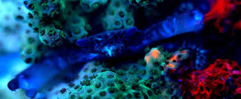 Live in the heart of this south florida location. How To Make Corals Colorful Part One New Information With Particular Attention To Blue Green Fluorescent Pigments Reefs Com