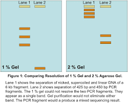 Dna Fragments Resolve Better On Correct Percent Agarose Gel