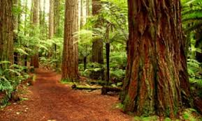 In urma cu mai bine de 380 de milioane de ani, o padure cu arbori masivi se cea mai scumpa constructie de pe pamant: Cele Mai Interesante Paduri Din Lume Galerie Foto Mobile