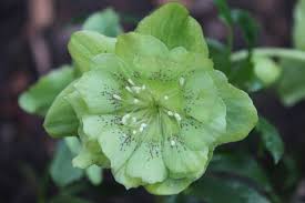 Maybe you would like to learn more about one of these? Helleborus Orient Hybr Grun Gefullt Baumschule Nielsen