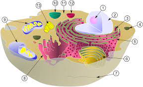 We have now placed twitpic in an archived state. 3d Animal Cell Model With Labels Teaching Biology Science Cells Science Biology