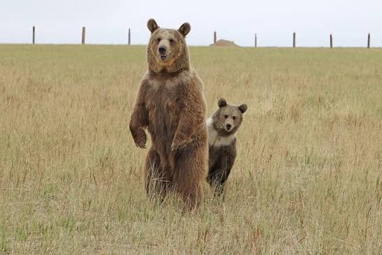 Explore Colorado's Wild Animal Sanctuary | Colorado.com