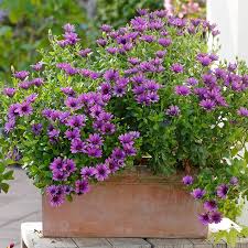 Purple flowers for shade gardens. Osteospermum Serenity Dark Purple Flower Plants From Mr Fothergills Seeds And Plants