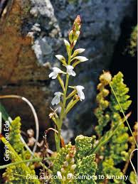 Image result for Disa saxicola