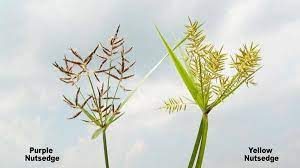 Yellow nutsedge emerges in march just before or at the same time with direct seeded onion and sugar beet emergence. Purple Nutsedge Nc State Extension Publications