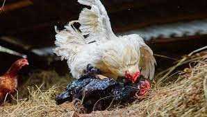 Chicken require different nutrients in varying quantities at different stages of growth. Life Cycle Of A Chicken The 5 Stages