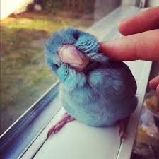 Birds You Can Have As Pets Pin On Bird
