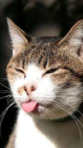 Iphone 5 Wallpapers Hd Retina Ready Stunning Wallpapers Funny Cat Wallpaper Funny Cat Pictures Funny Cats