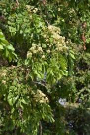 Image result for Albizia glaberrima