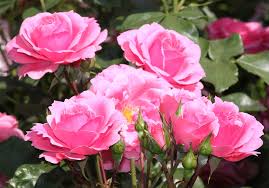 Key properties:• unique clear and vibrant colour• pigments of high quality. Rosas Rosa Abierta Foto Gratis En Pixabay