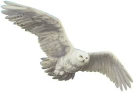 Harry potter's owl's name was hedwig. Hedwig Harry Potter Wiki Fandom