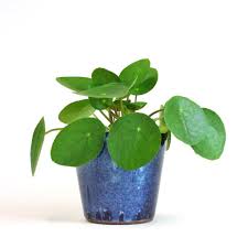 View allall photos tagged ufopflanze. Chinesischer Geldbaum Beste Qualitat Frische Bei Bloombox Club Bloombox Club De