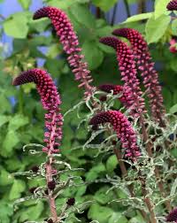 Image result for Lysimachia brevipes