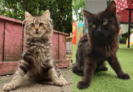 Honey's clumsiness is due to cerebellar hypoplasia (ch), abnormal development of the part of the brain that controls balance and movement. Cerebellar Hypoplasia Bradford Cat Watch Rescue