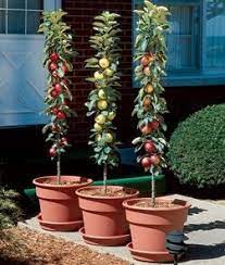 Fruit trees for sale online. Buy Fast Growing Tangy Green Urban Apple Trees From Garden Goods Direct High Quality Fast Growing Tree Grea Fruit Trees In Containers Apple Tree Potted Trees