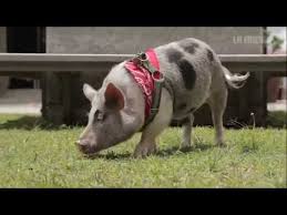 Resultado de imagen para imagenes de los tipos de mini pig