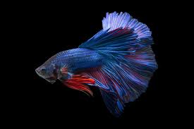Betta Wallpaper Fighting Fish Psychedelic Siamese Tropical Underwater In 2020 Underwater Wallpaper Fish Wallpaper Betta Fish