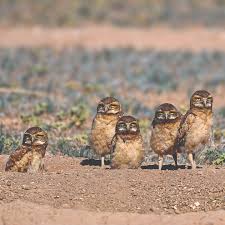 Prescott LIVING Magazine | OUT & ABOUT — Thank you to Patrick Dirlam in  Dewey for sharing this photo of young Burrowing Owls! Photos submitted by  readers appear i... | Instagram