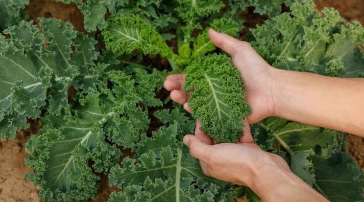 Cải Kale là gì? Cách chế biến món ngon từ cải Kale - Tập đoàn y khoa Hoàn Mỹ