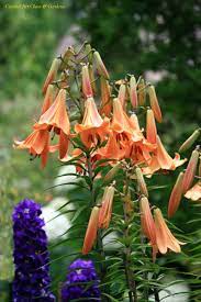 Aurelian Trumpet Lilies African Queen Oriental Lily Trumpet Lily Lily