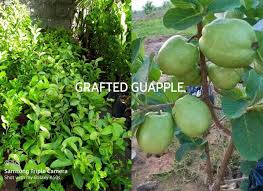 Sometimes you can buy a double or triple grafted tree that has the pollinator grafted onto it, so look out for those. Liz S Grafted Fruit Bearing Trees For Sale Photos Facebook