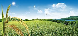 เดย ล ลล บวมเป ง พ ช ฟ ลด พ ช พ นหล ง field wallpaper free background photos poster background design