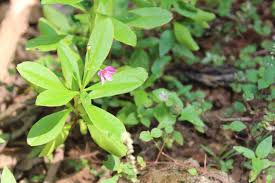 Image result for Talinum portulacifolium