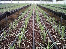 Because steep slopes tend to be dry, plants may need irrigation, at least until they are well the most effective way to provide moisture on slopes is by drip irrigation, either with soaker hoses or perforated pipe. Drip Irrigation Wikipedia