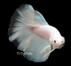 Albinos will have red eyes and not blue eyes like your fish. Aquariumfish Net