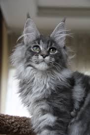 Black And Grey Maine Coon Kittens For Sale Pin On Main Coon Kittens