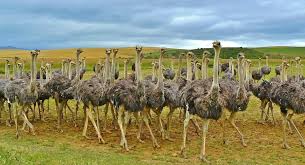 They are distinct in their appearance. Ostriches Farm Animals Facts News By World Animal Foundation