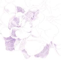 I only started drawing flowers when i. How To Draw Complex Flowers Part 1 Carrie L Lewis Artist