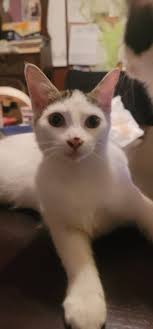 Rehoming 4 friendly kittens in Chico area