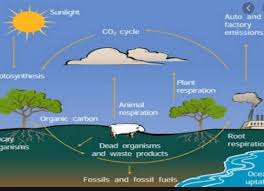 Karbon adalah salah satu siklus biogeokimia yang di mana akan terjadi pertukaran dengan pergerakan karbon yang terjadi antara. Daur Oksigen Pengertian Siklus Tahapan Potensinya