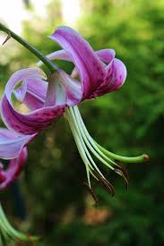 You'll even learn about seasonal lilies like the easter lily and super fragrant ones like asiatics. Purple Oriental Tiger Lily Photograph By Bruce Bley