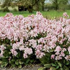 Image result for Bergia mossambicensis