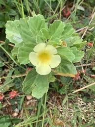 Image result for Pedalium