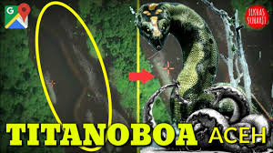 Kosongnya posisi pemangsa utama membuat titanoboa bisa tumbuh. Penemuan Ular Terbesar Di Dunia Giant Titanoboa Oleh Google Map Di Aceh Benarkah Reaction Youtube